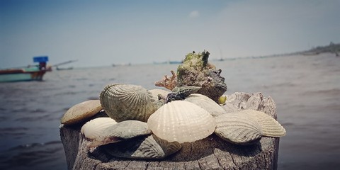 shells
