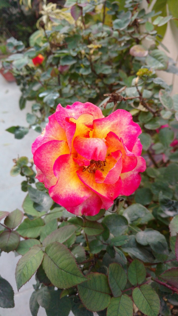 rose