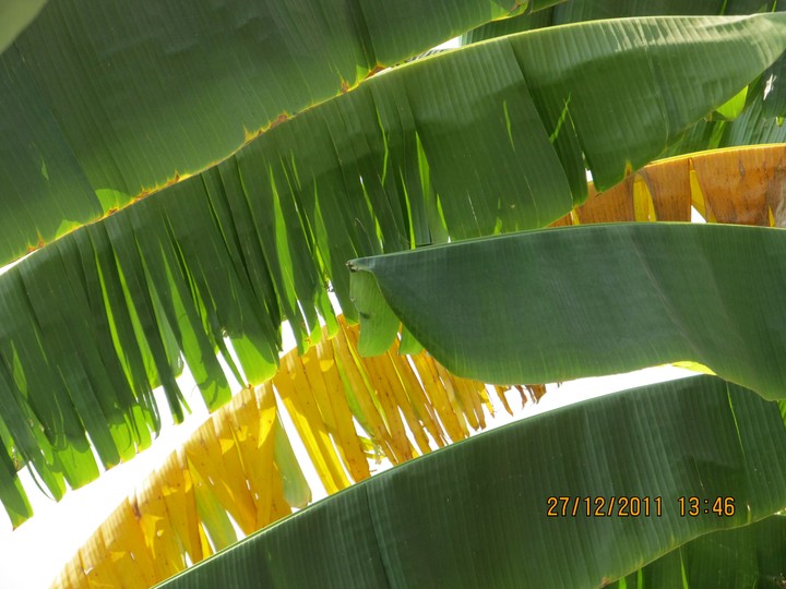 different color