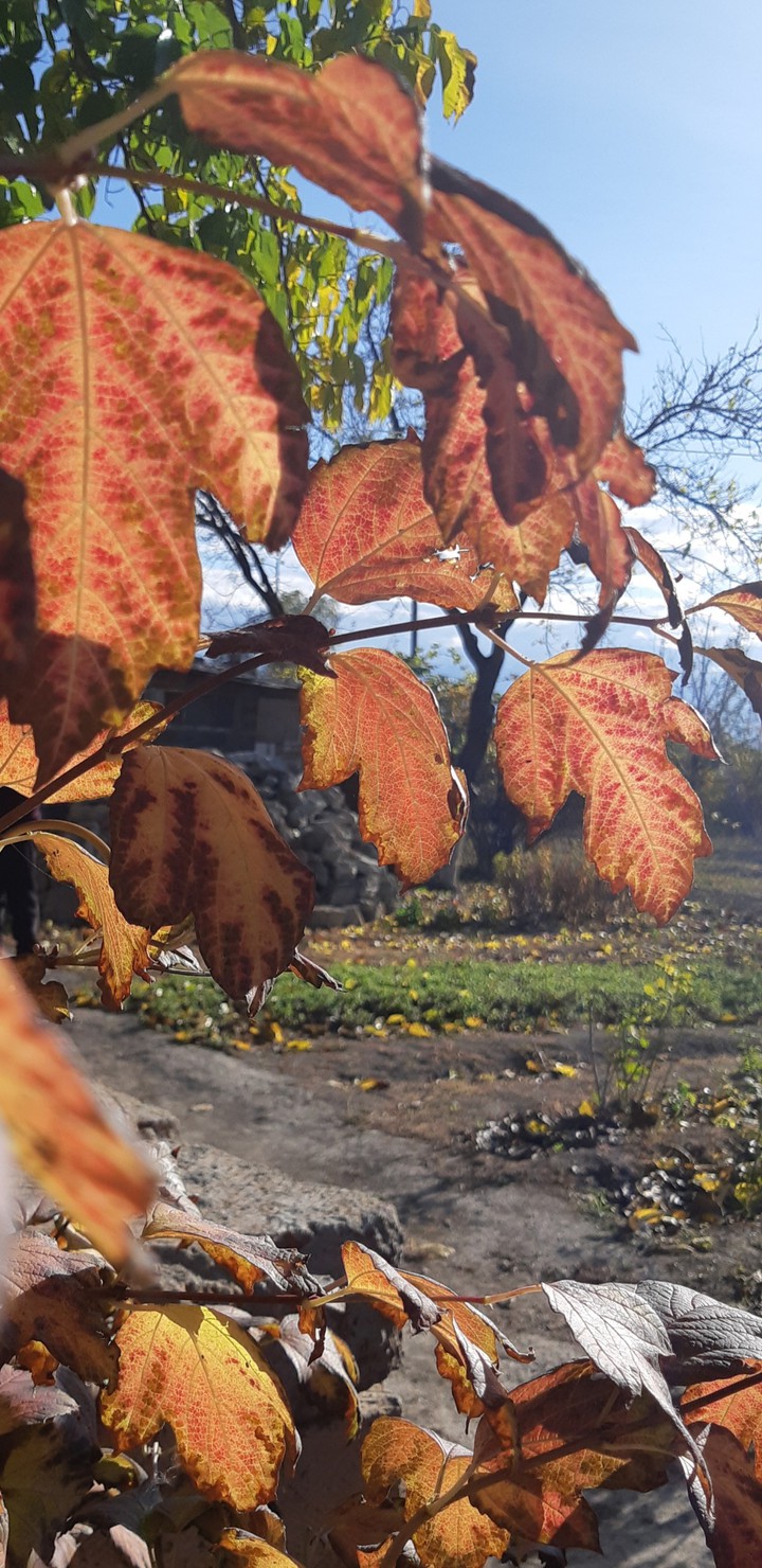 autumn