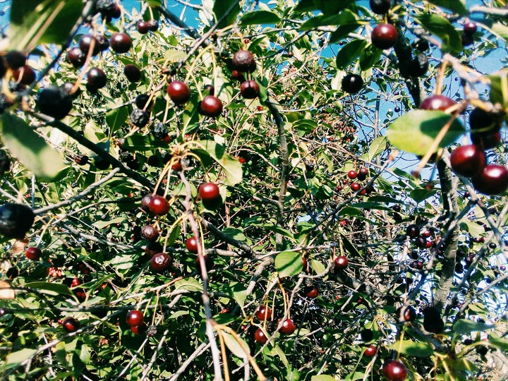 cherry