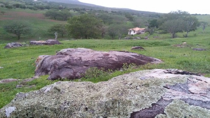 Pedras e Plantas