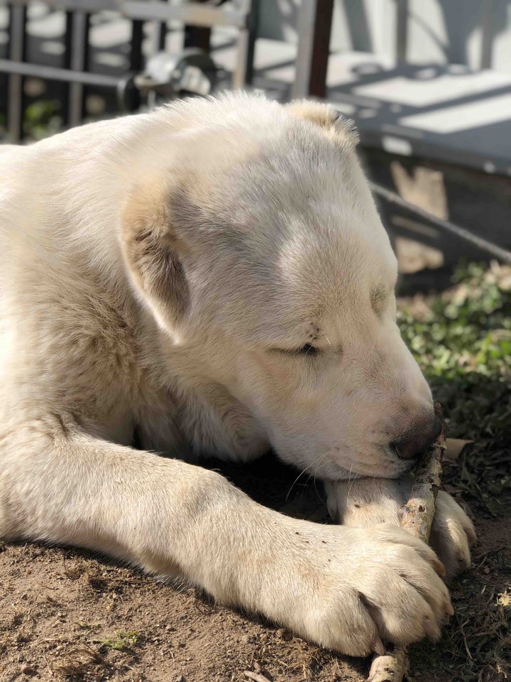 Puppy