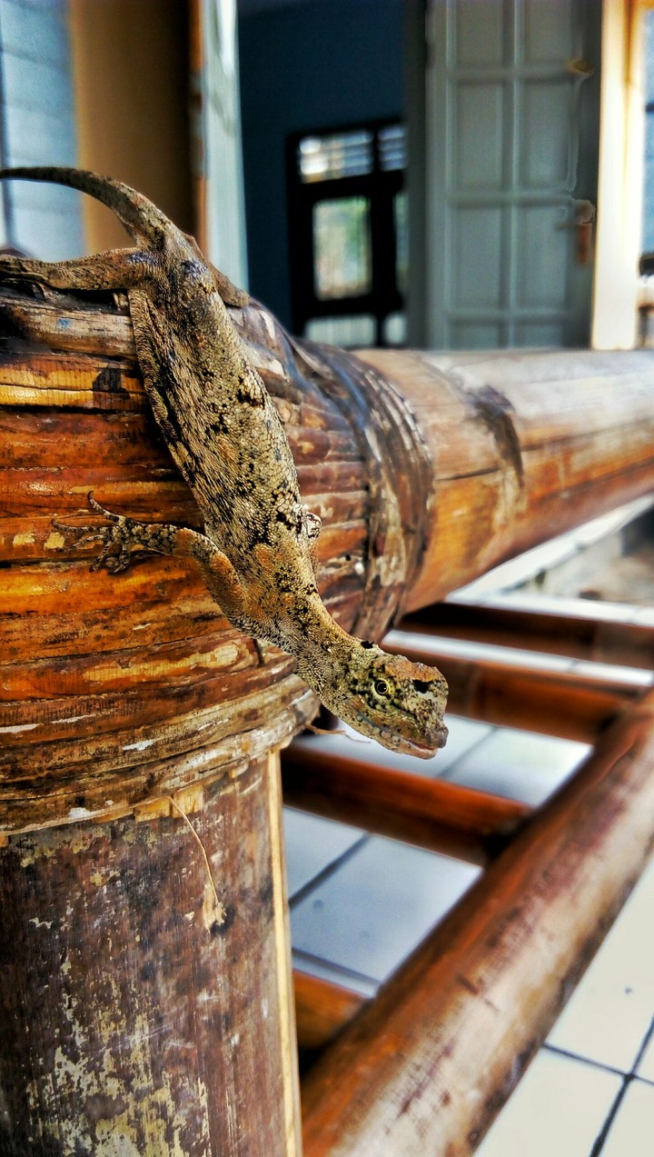 flying lizards