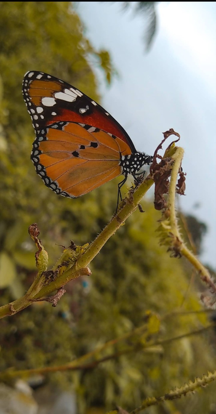 Butterfly