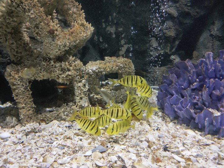Like yellow zebra in the sea