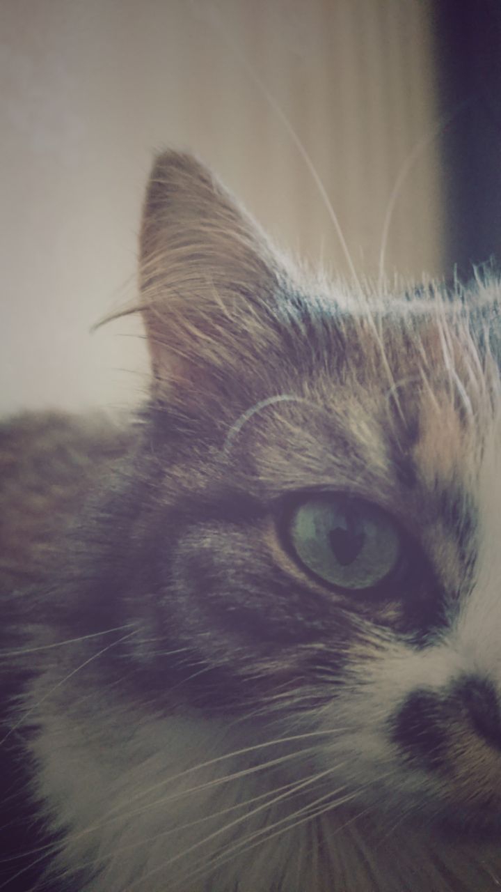 кошка