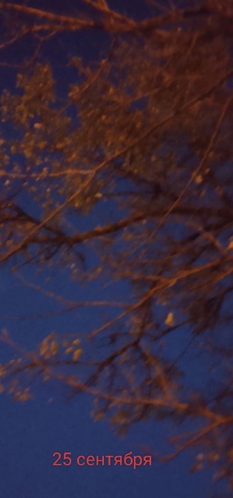 обои Orange, branch
