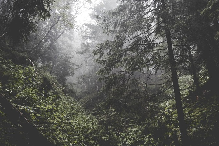 forest