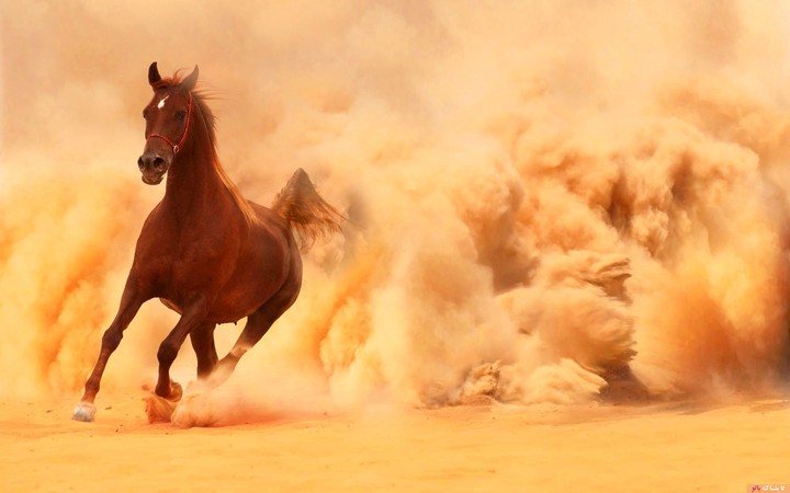 horse