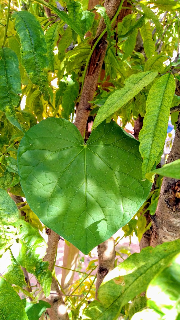 Hoja