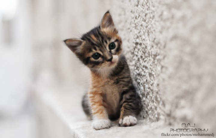 고양이