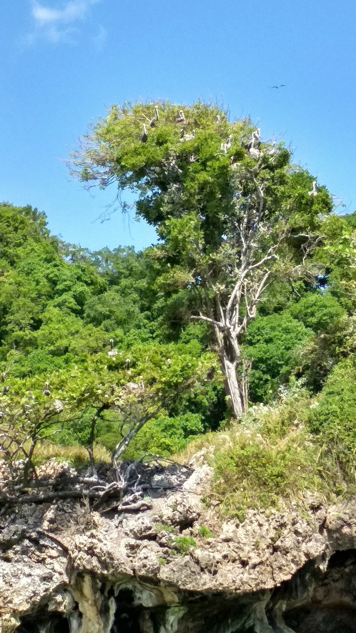 Cayo Pájaros