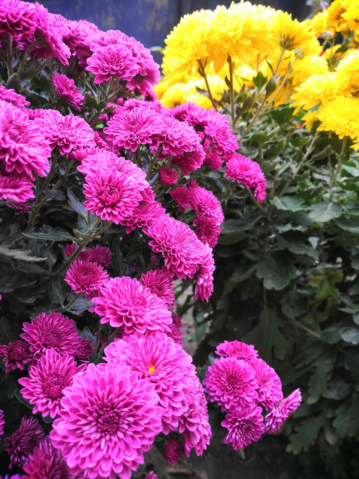 Flowers