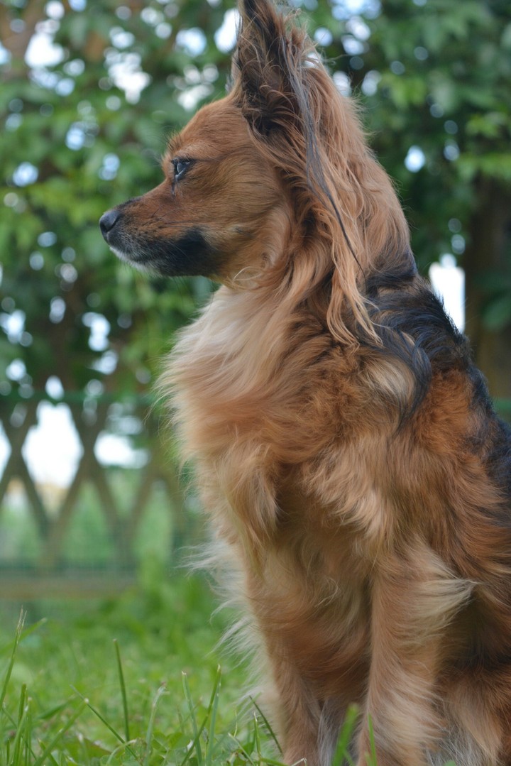 The Great dog