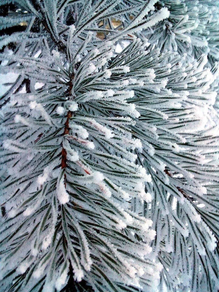 Frost