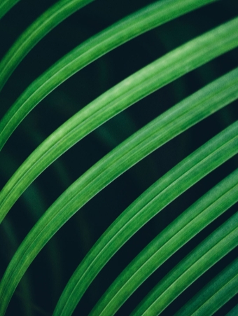 $ leaf green
