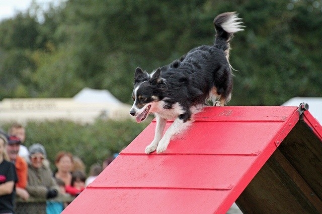 The Border Collie Because There Is No Better Dog
