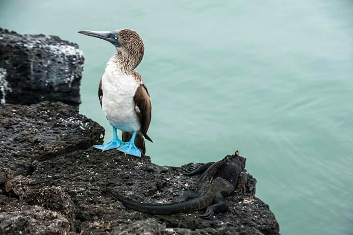 The Glorious Kingfisher
