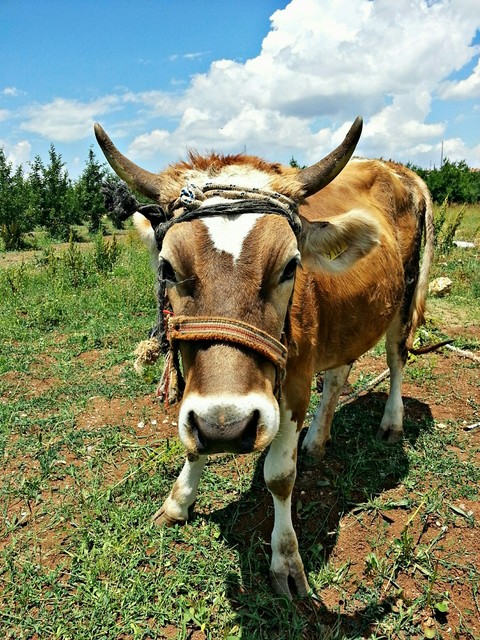 Cow