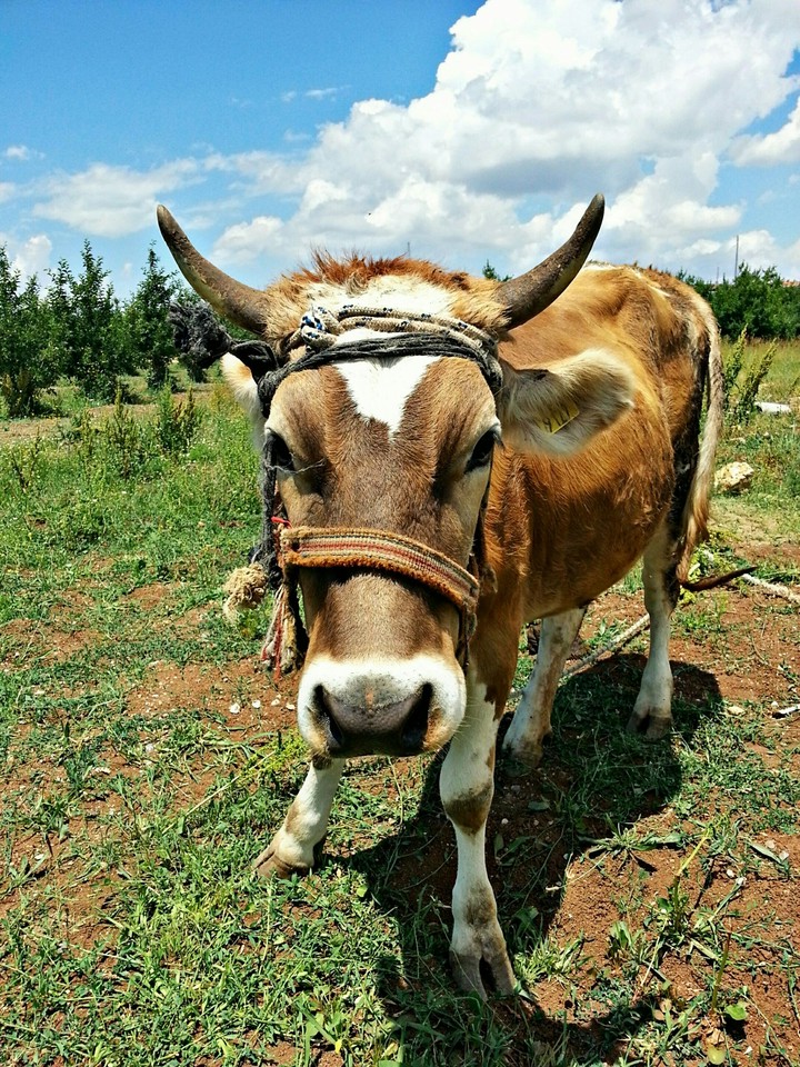 Cow