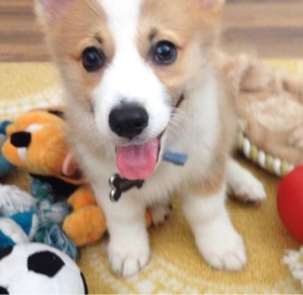 cute Welsh Corgi