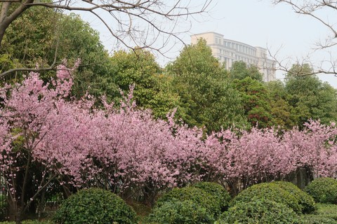 Scenery