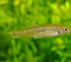 Asiatic ricefish