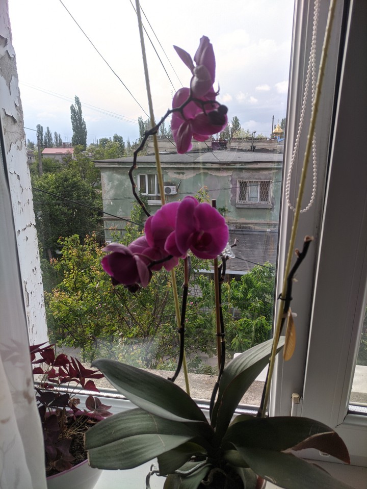 Орхидея