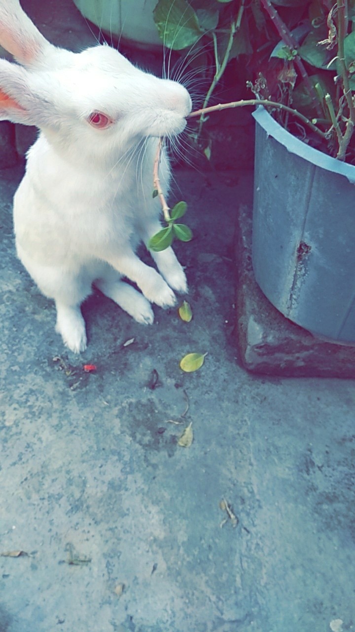 Cute rabbit