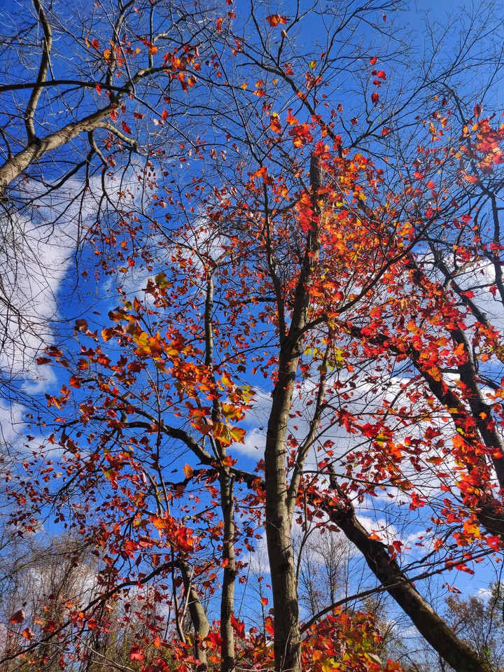 fall