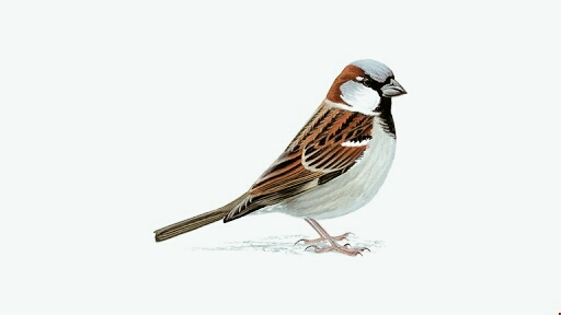 cute sparrow drawing