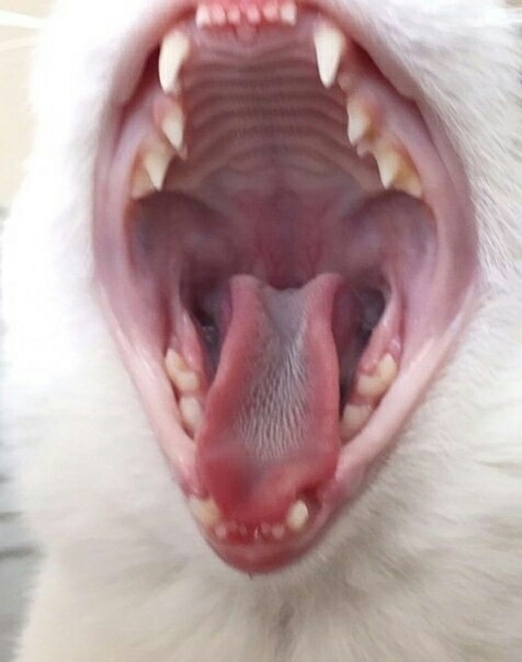 кот