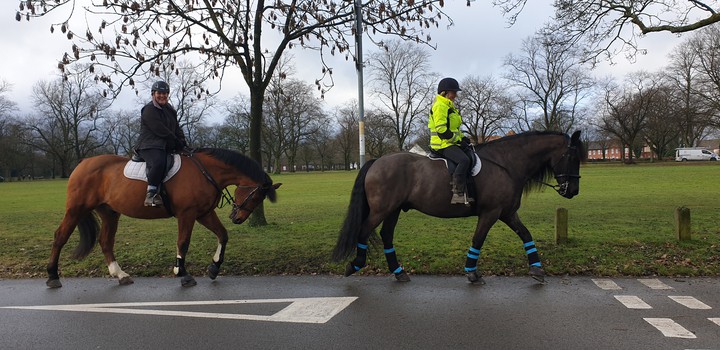 handsome horses