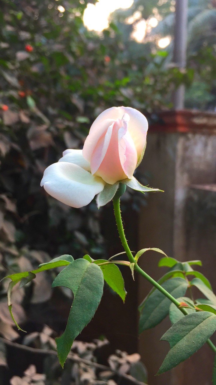rose