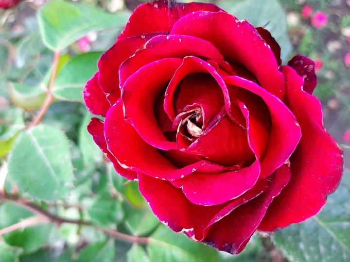 rose