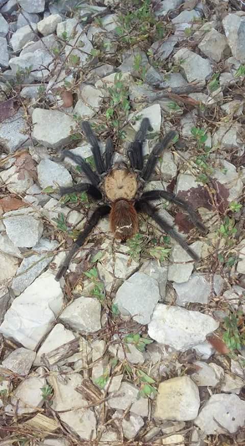 Ewwwwww, Spider