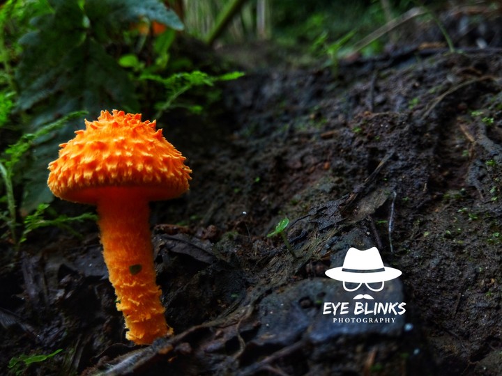 mushroom