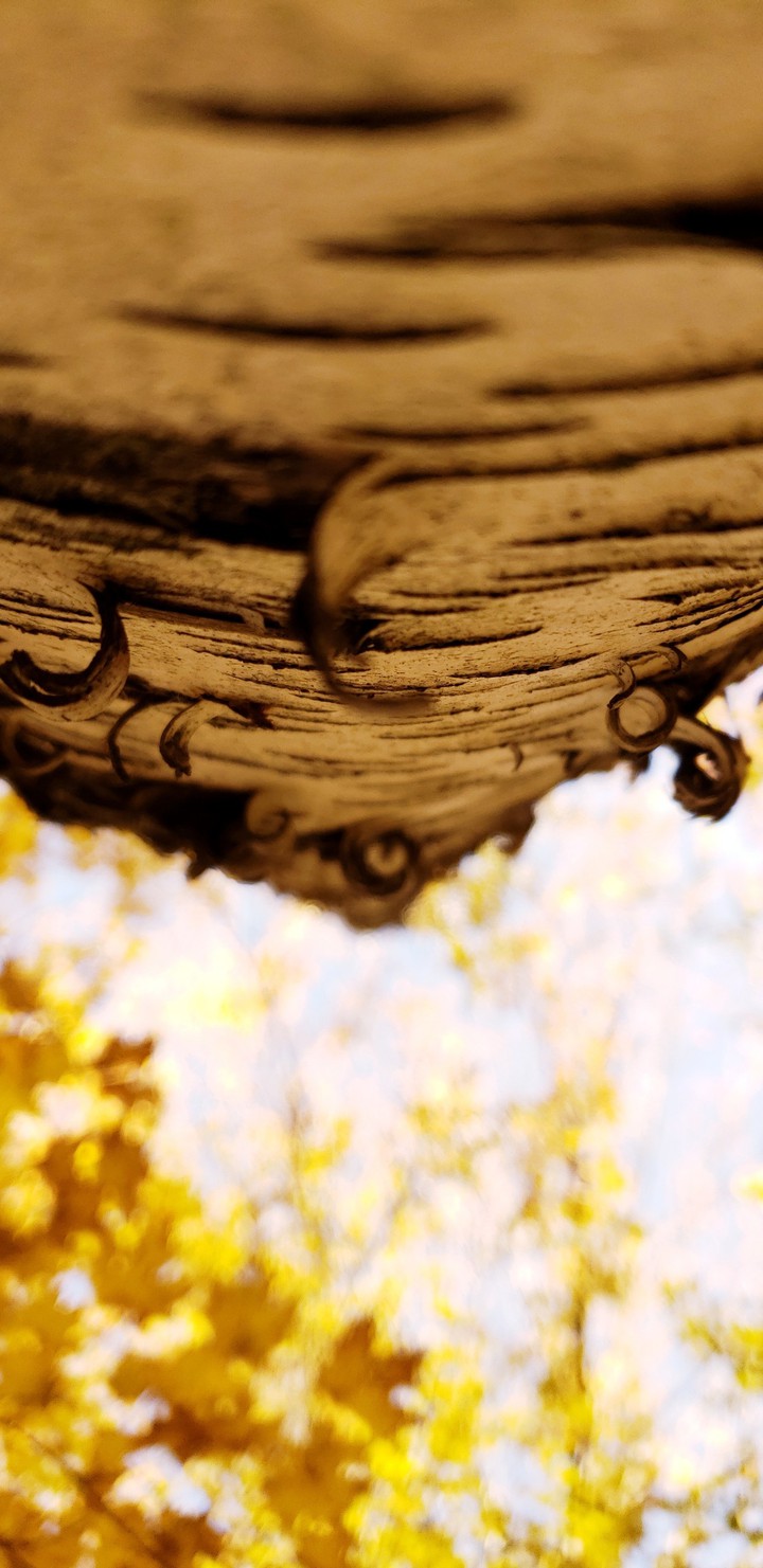 birch
