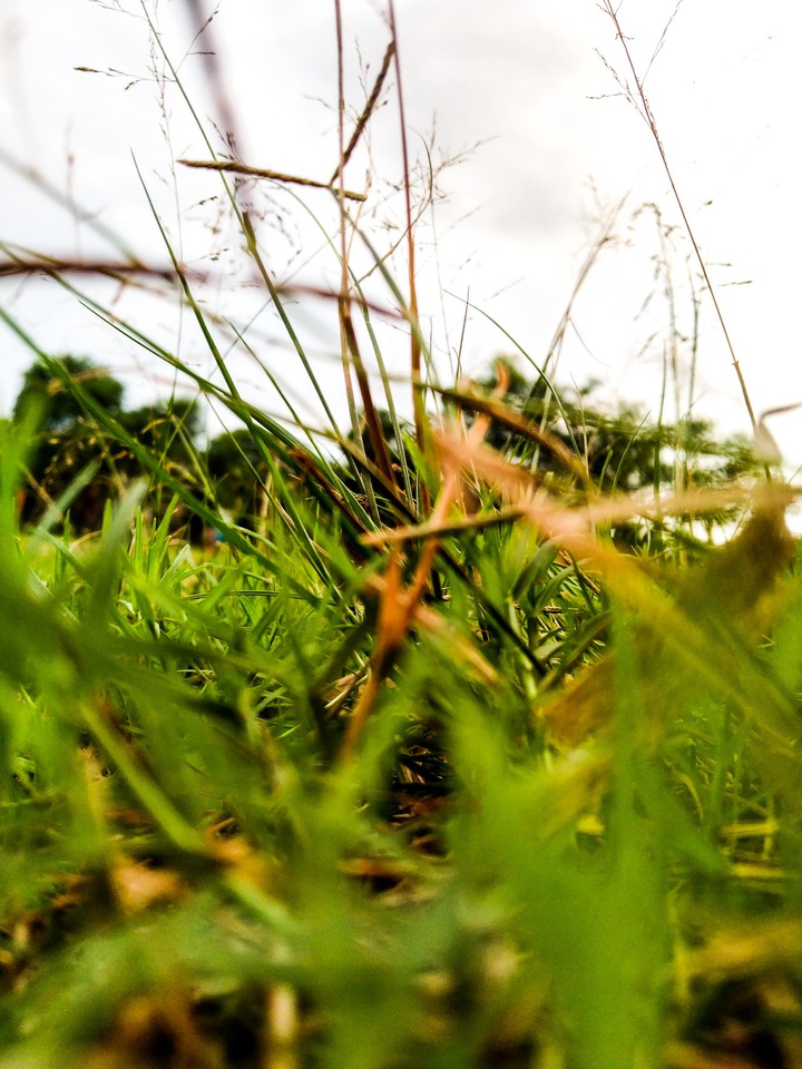 nature
