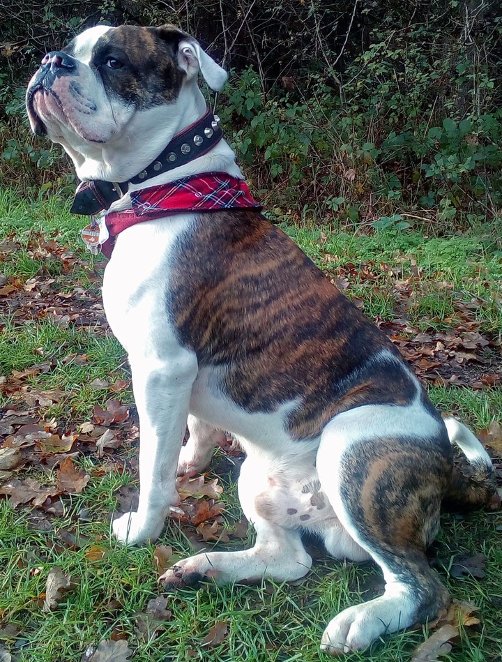 Bulldogge