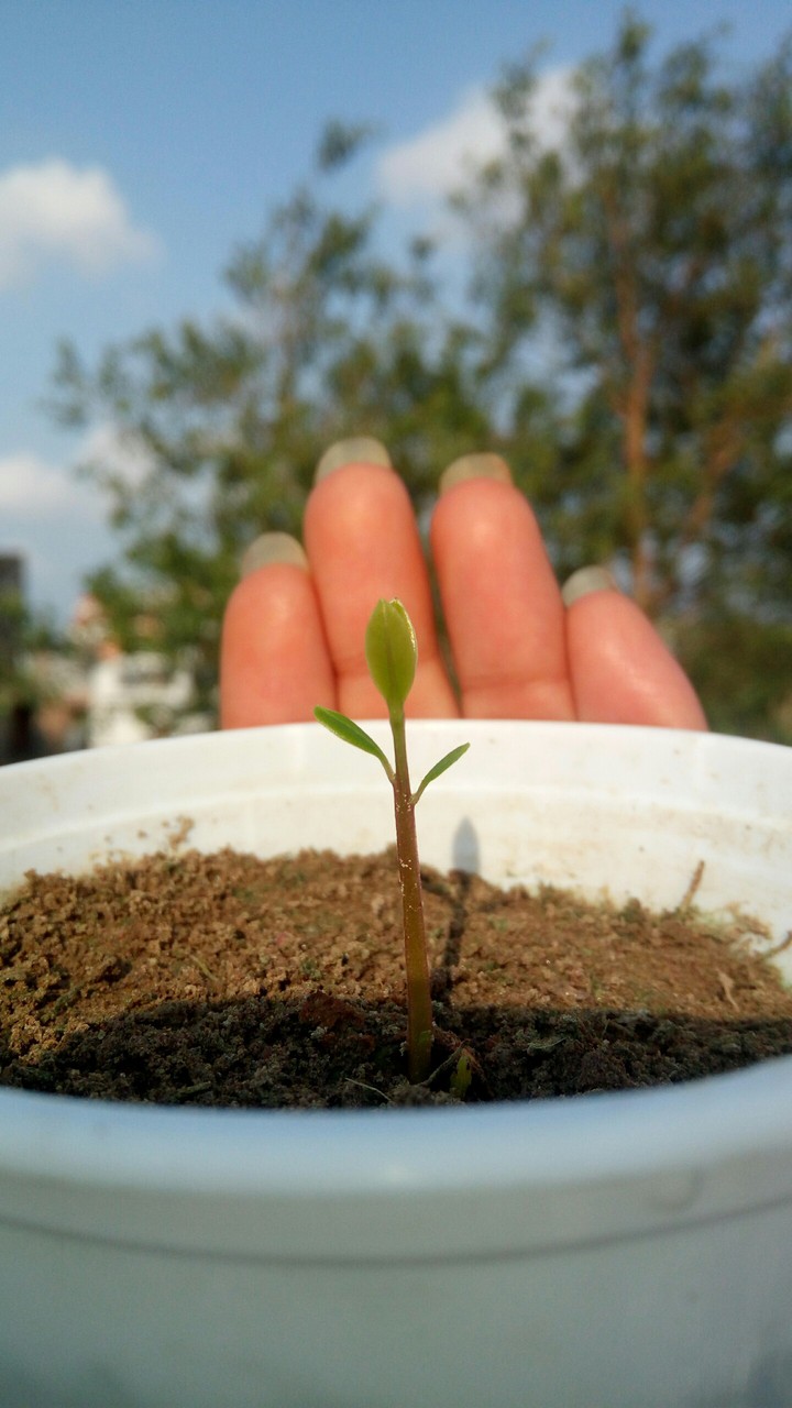 Plant