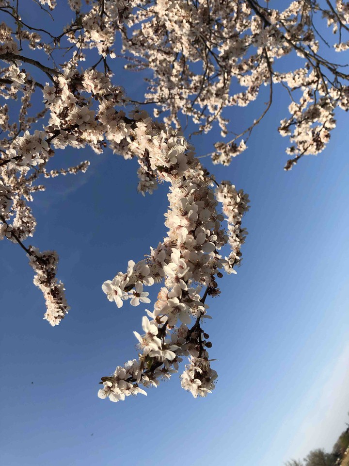 Blossom