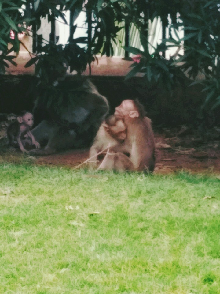 drunken monkey
