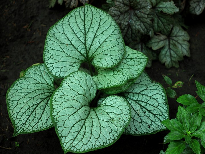 Beautiful leaves