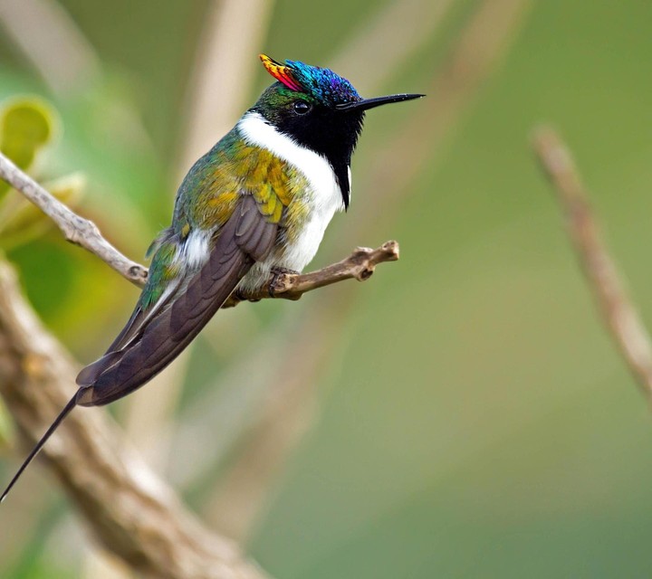 bird