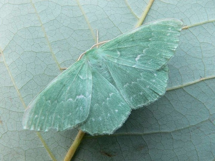 Moth & mimicry