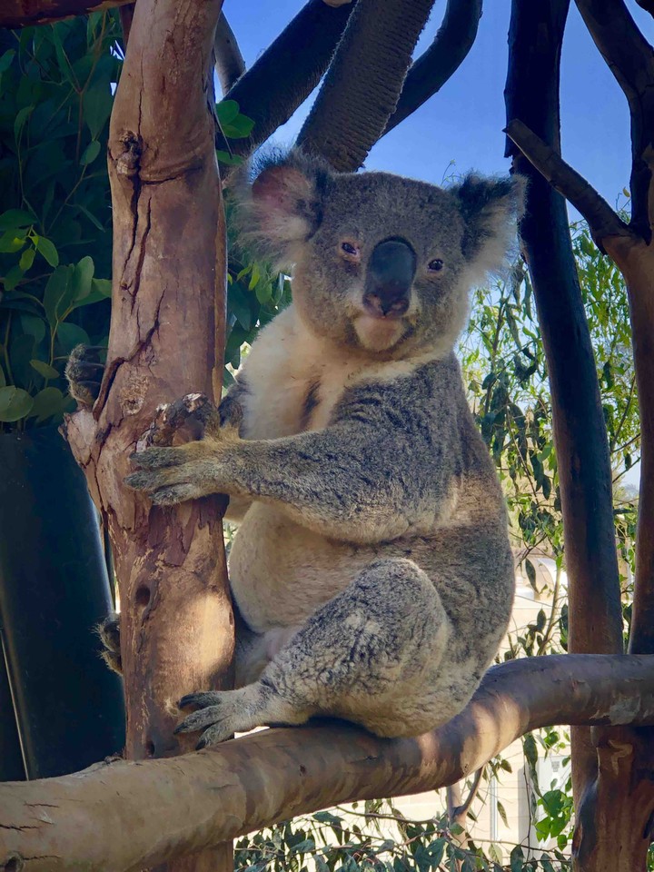 Koala 1