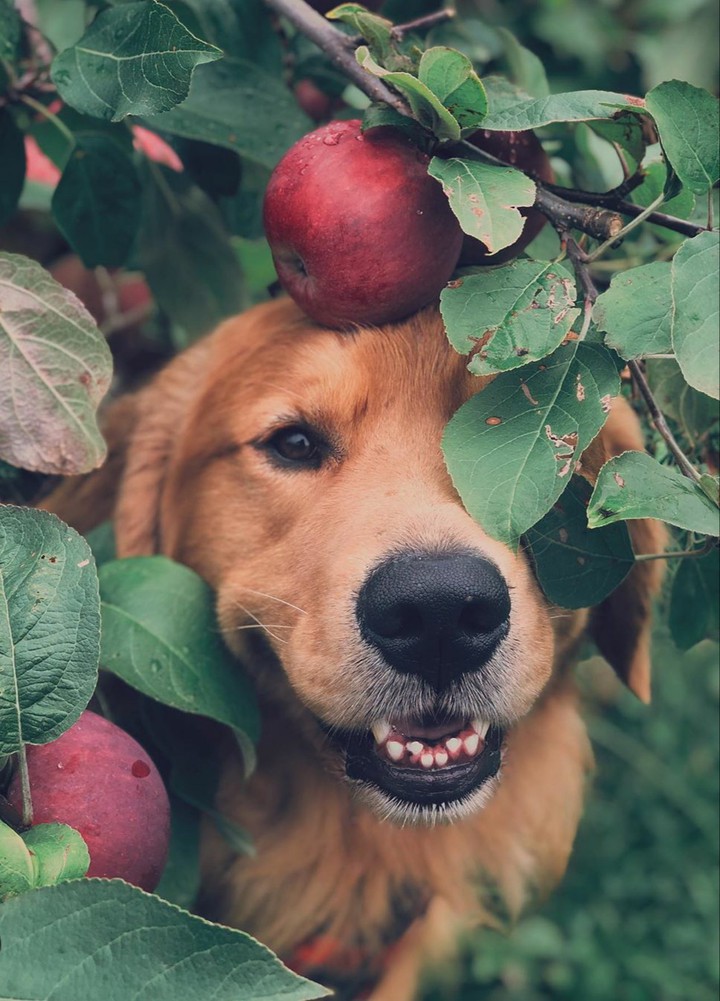 gold retriever