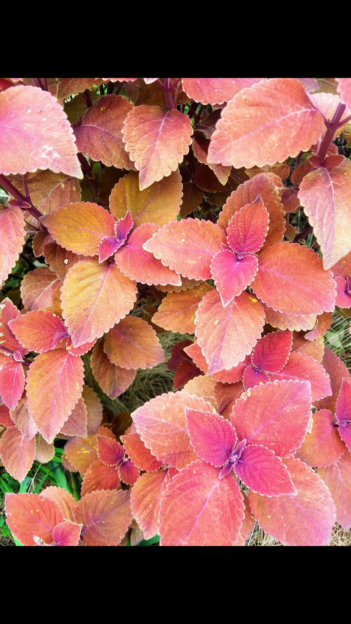 Coleus